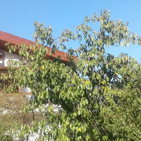 Stella Guest house *